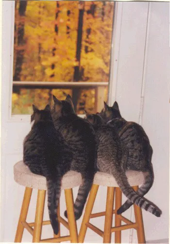Frederick Cat Vet Picture 9