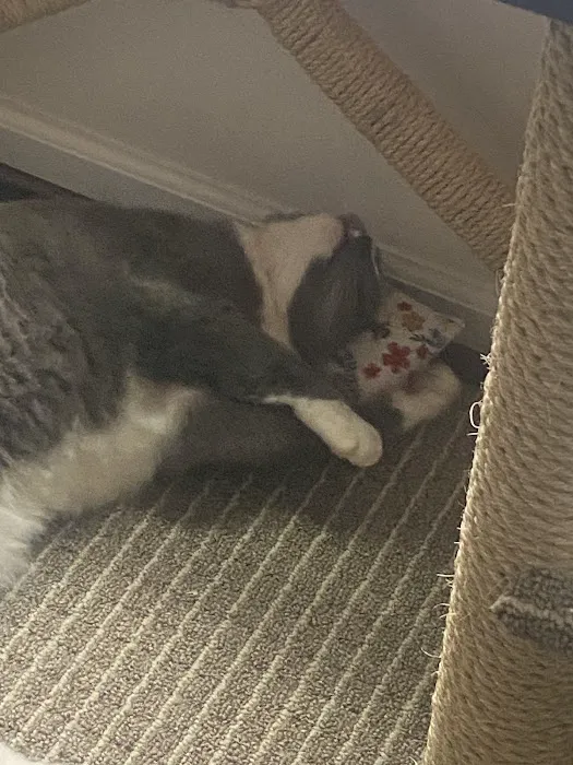 Frederick Cat Vet Picture 10