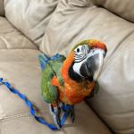 Palenzuela Feed Pet Store