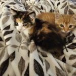 Animal Care Clinic