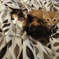 Animal Care Clinic ico