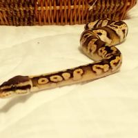 Pets ico