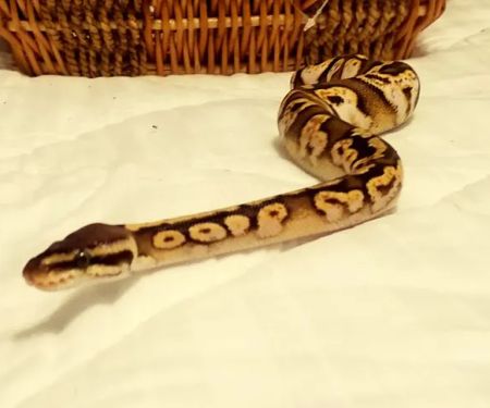 Pets