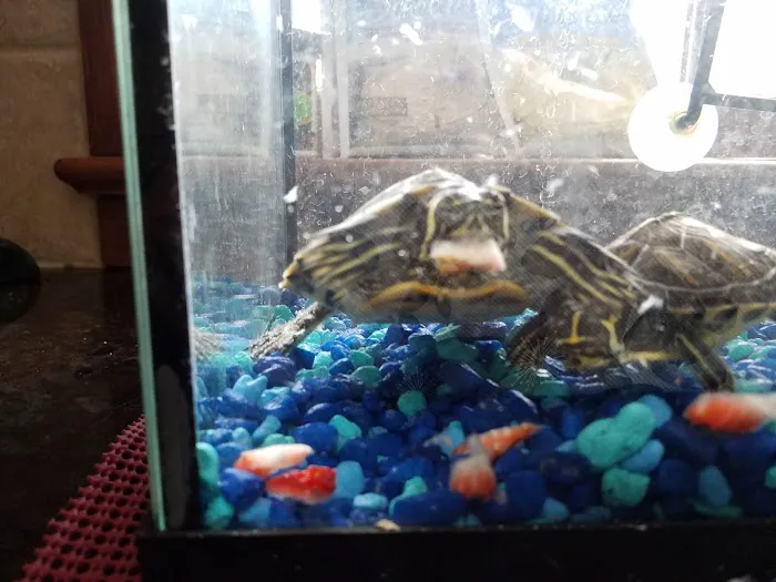 Pets Picture 5