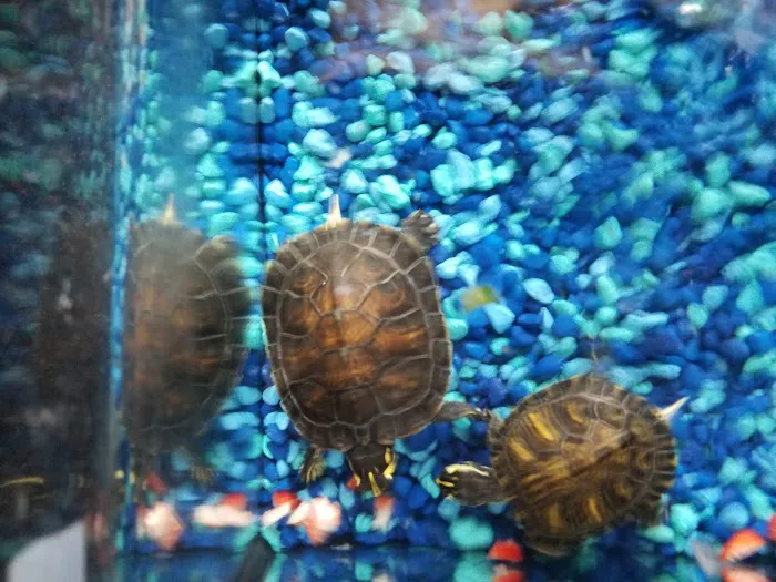 Pets Picture 4