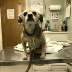 Heritage Animal Hospital