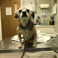 Heritage Animal Hospital ico