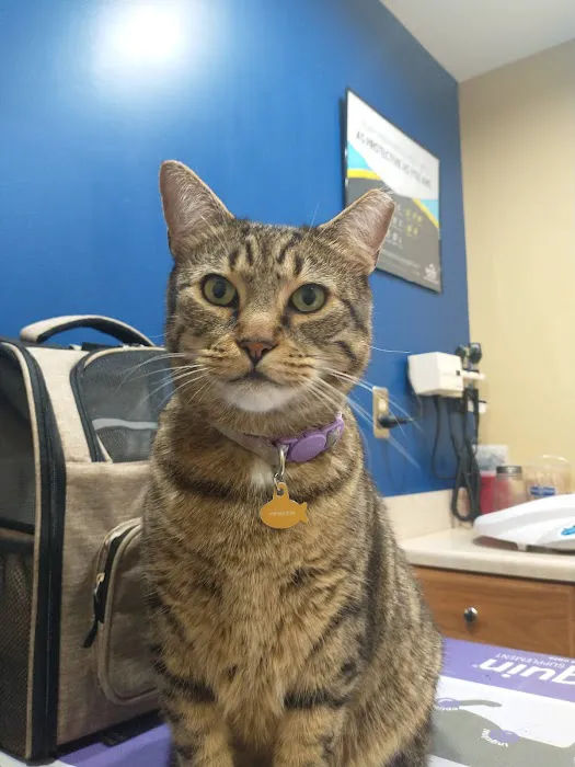 Heritage Animal Hospital Picture 4