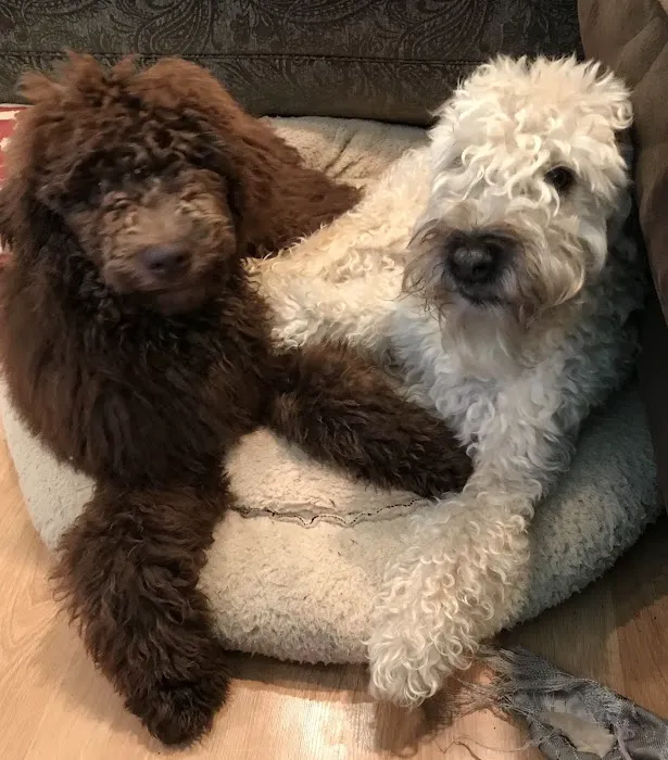 Heritage Animal Hospital Picture 5