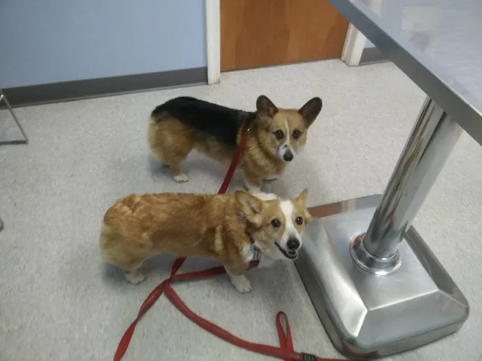 Heritage Animal Hospital Picture 9