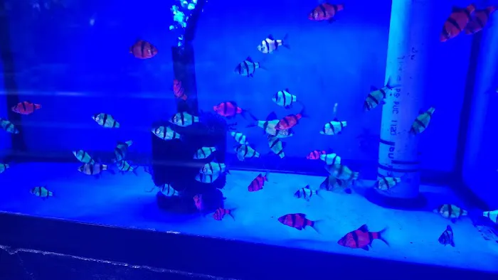 Fish Fantasia Picture 3