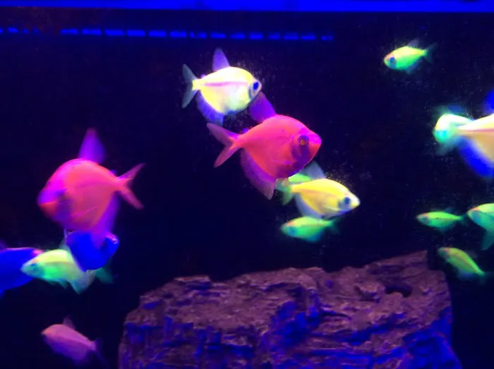 Fish Fantasia Picture 6