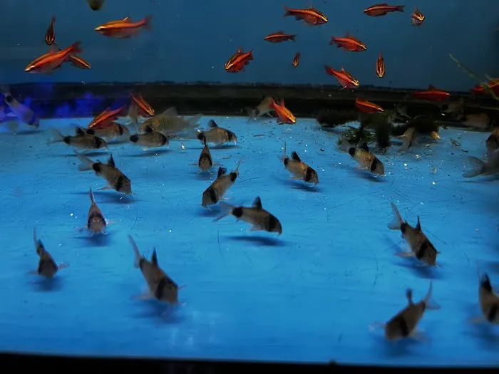 Fish Fantasia Picture 9