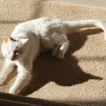 Lakehouse Veterinary