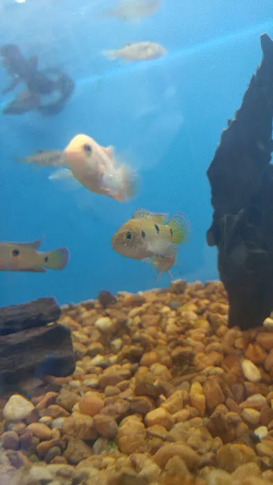 Pet Supermarket Picture 9