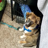 Westview Animal Hospital ico