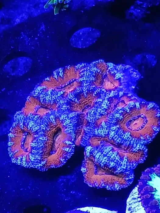 Santana's Reefs Picture 3