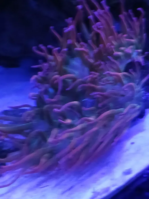 Santana's Reefs Picture 1