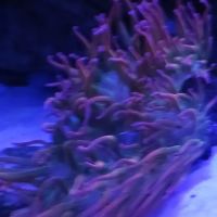 Santana's Reefs ico