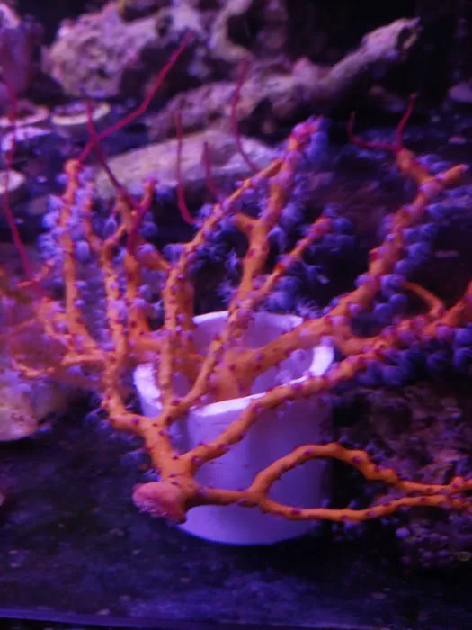 Santana's Reefs Picture 4