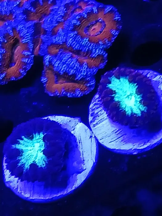 Santana's Reefs Picture 10