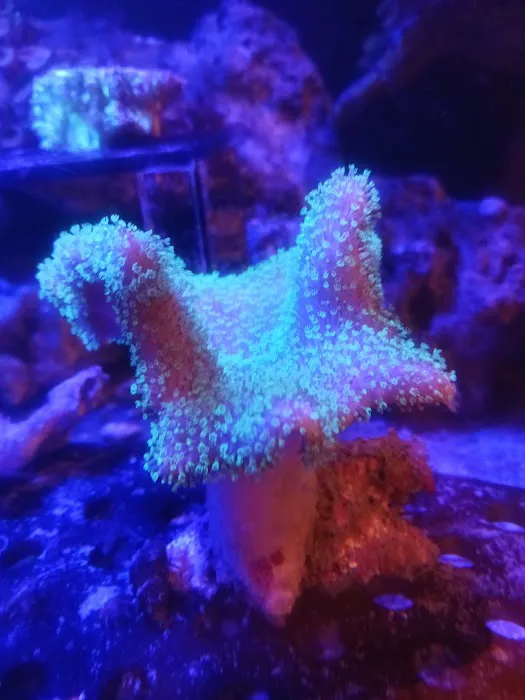 Santana's Reefs Picture 7