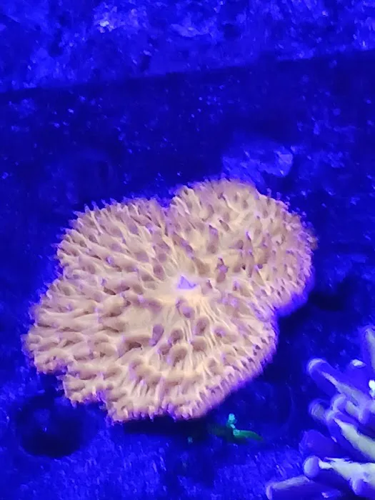 Santana's Reefs Picture 8