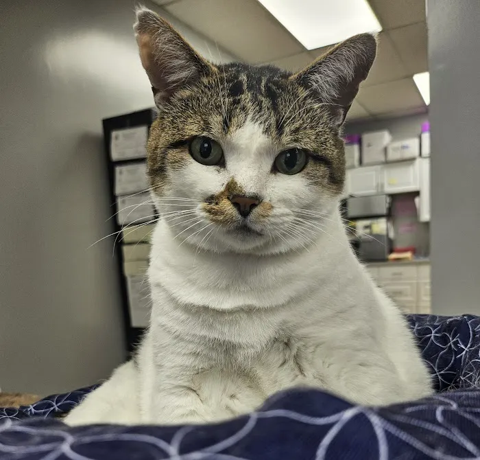 Catonsville Cat Clinic Picture 2