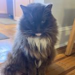Catonsville Cat Clinic