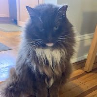 Catonsville Cat Clinic ico