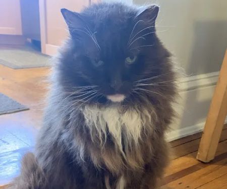 Catonsville Cat Clinic