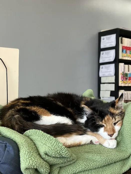 Catonsville Cat Clinic Picture 4
