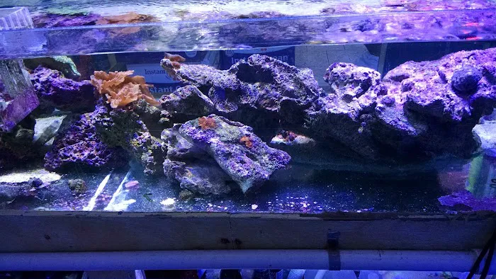 Coral Sea Aquariums Picture 7