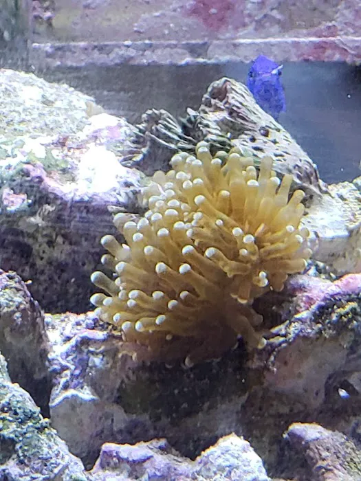 Coral Sea Aquariums Picture 6
