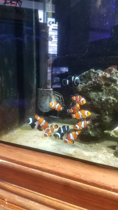 Coral Sea Aquariums Picture 5