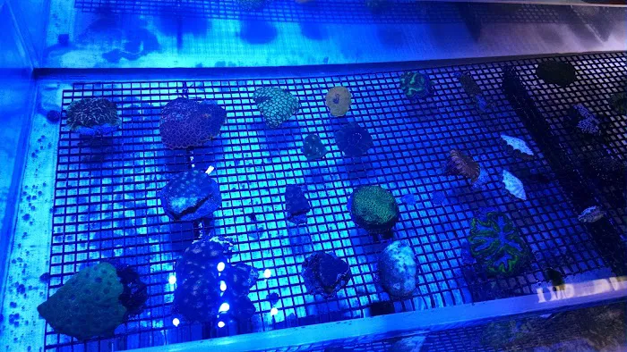 Coral Sea Aquariums Picture 8