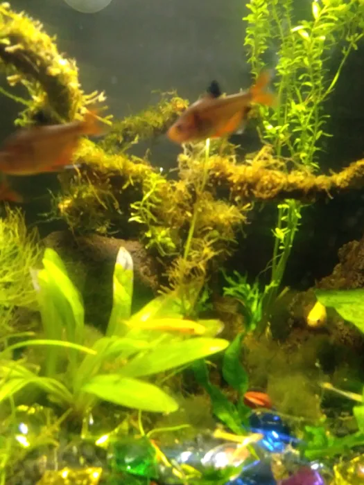 Coral Sea Aquariums Picture 9
