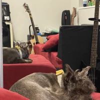 Star Pups Inc ico