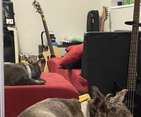 Star Pups Inc