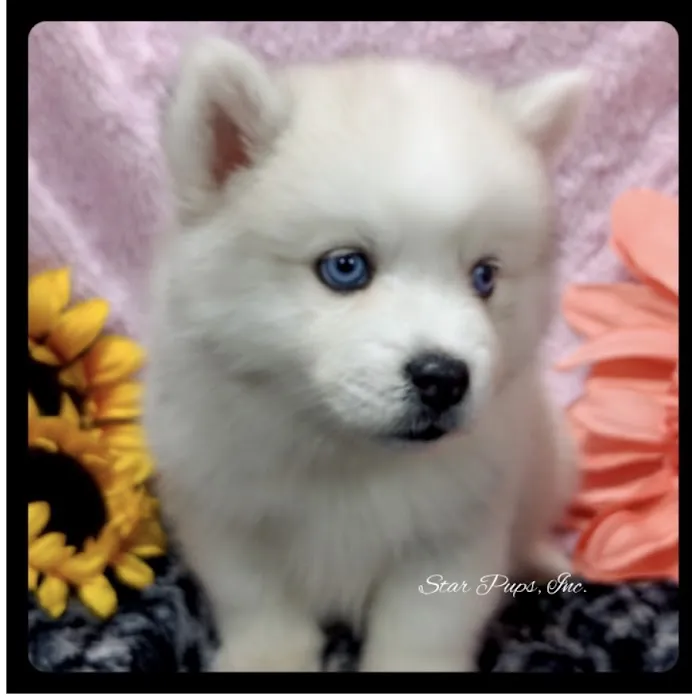 Star Pups Inc Picture 2