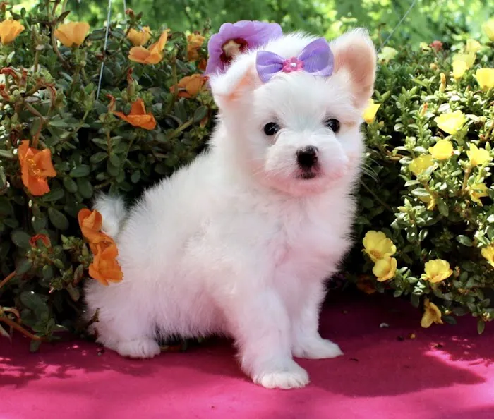 Star Pups Inc Picture 8