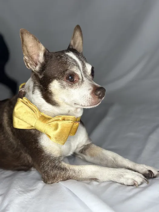 Star Pups Inc Picture 5
