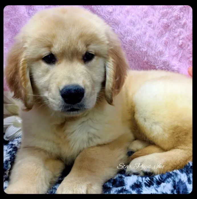 Star Pups Inc Picture 6