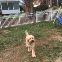 Frederick Road Veterinary Hospital ico
