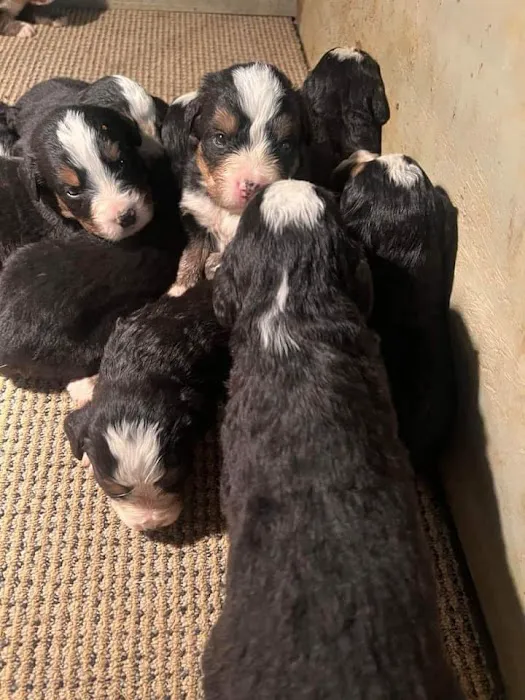 Gold Coast Bernese Mountain Picture 2