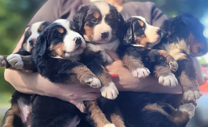 Gold Coast Bernese Mountain Picture 1
