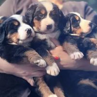 Gold Coast Bernese Mountain ico