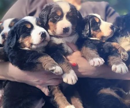 Gold Coast Bernese Mountain