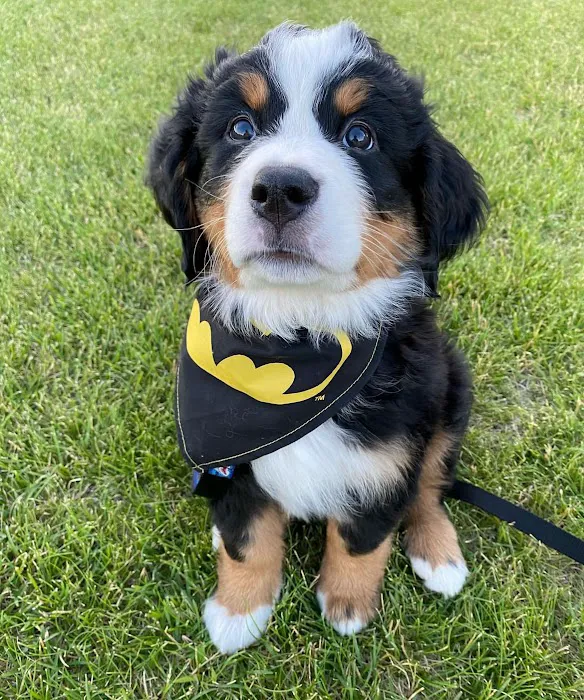 Gold Coast Bernese Mountain Picture 3