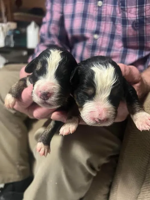 Gold Coast Bernese Mountain Picture 4